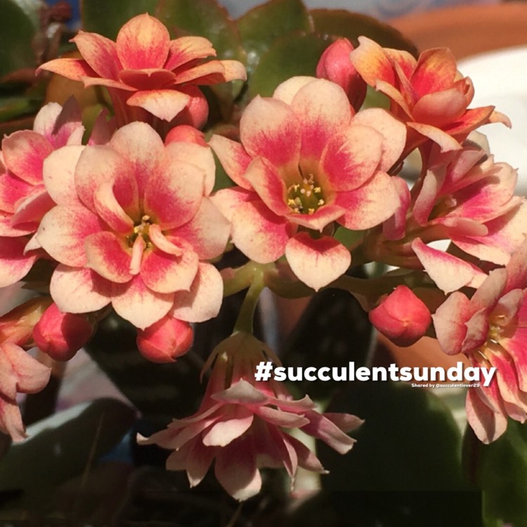 Plant image Kalanchoe