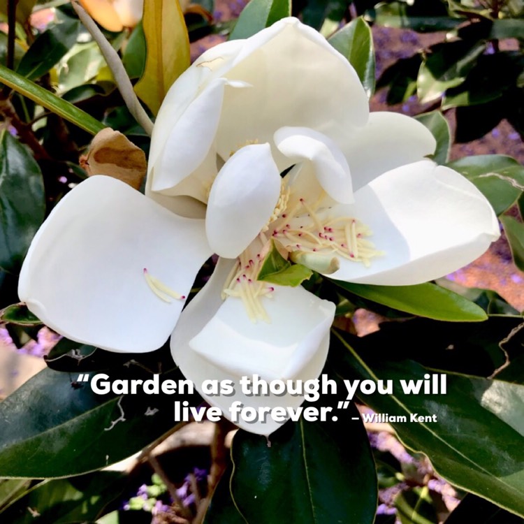 Plant image Magnolia grandiflora