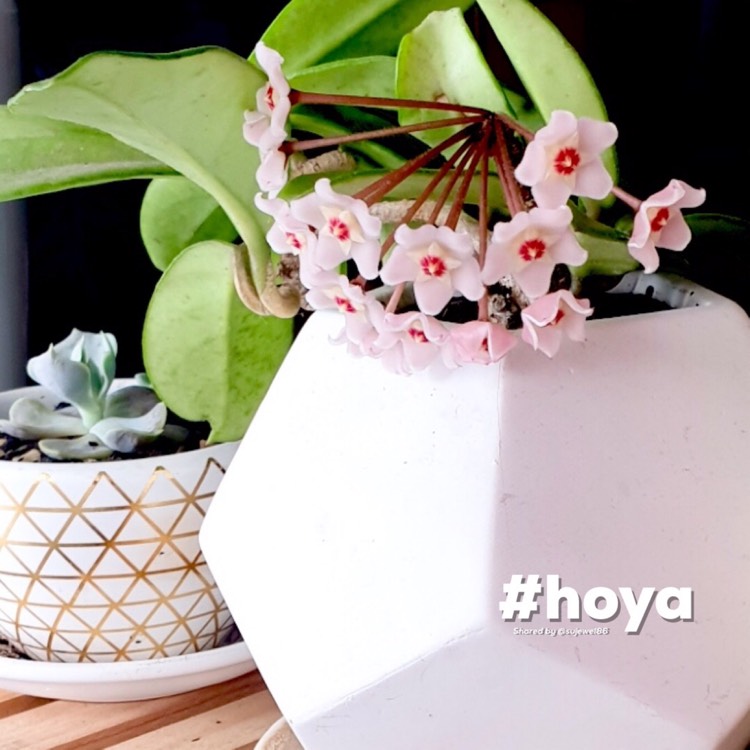 Plant image Hoya
