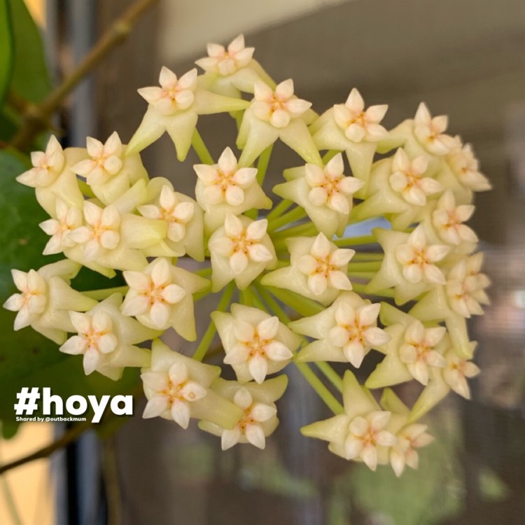 Plant image Hoya potsii