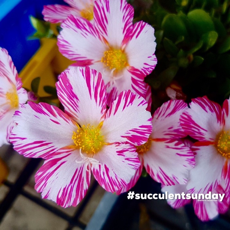 Plant image Portulaca grandiflora