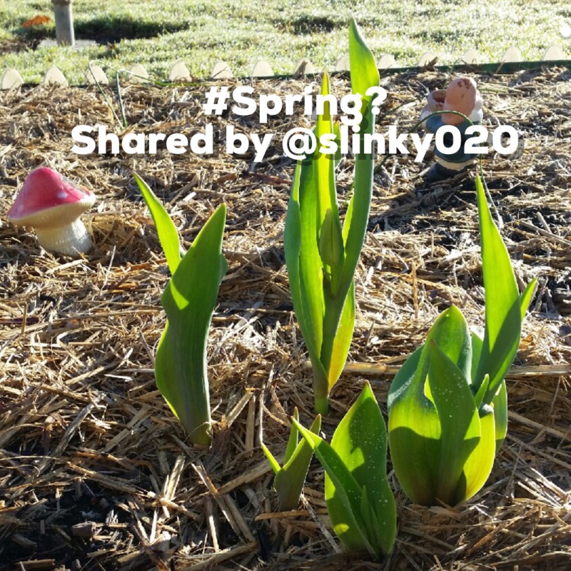 plant image 121198