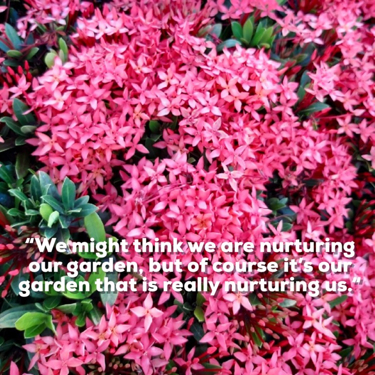 Plant image Pentas
