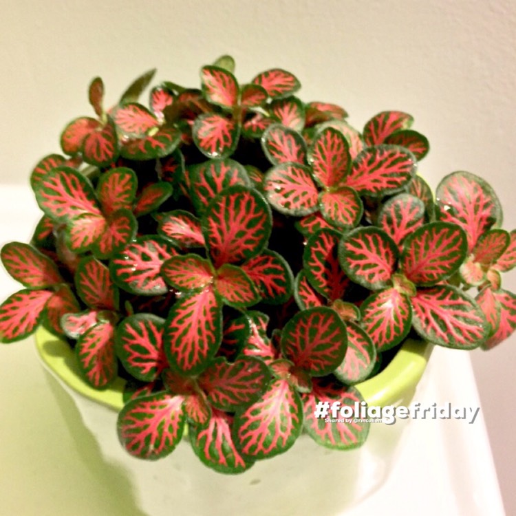 Plant image Fittonia agyroneura 'Mini Red Vein'