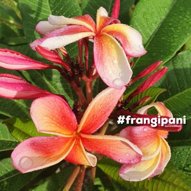 Plumeria 'Fruit Salad'