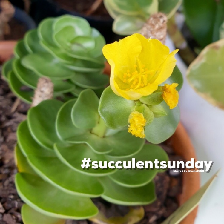 Plant image Portulaca Molokiniensis 