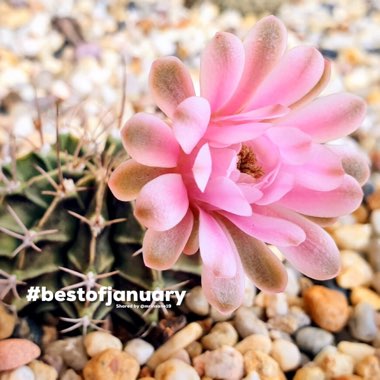 Gymnocalycium mihanovichii var. friedrichii