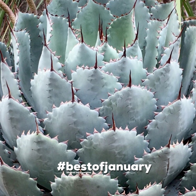 Plant image Agave Potatorum Butterfly