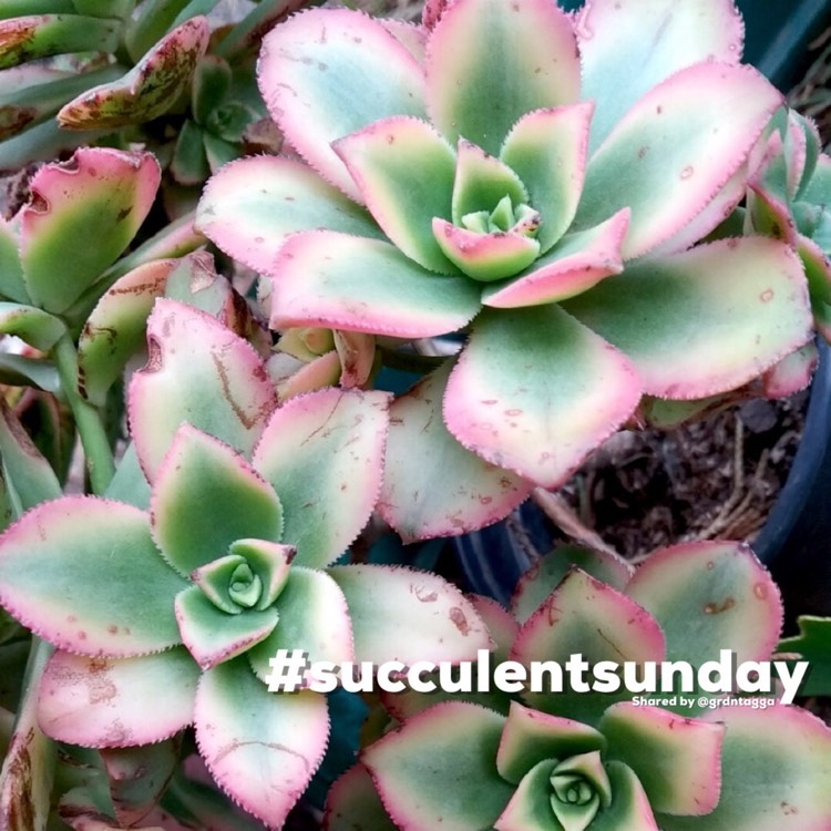 Plant image Aeonium Haworthii Dreamcolour