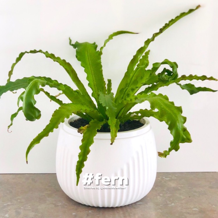Plant image Asplenium antiquum 'Victoria'