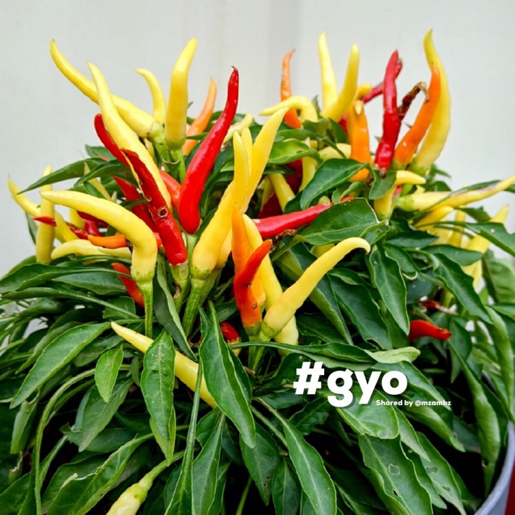 Plant image Capsicum Annuum 'Medusa'