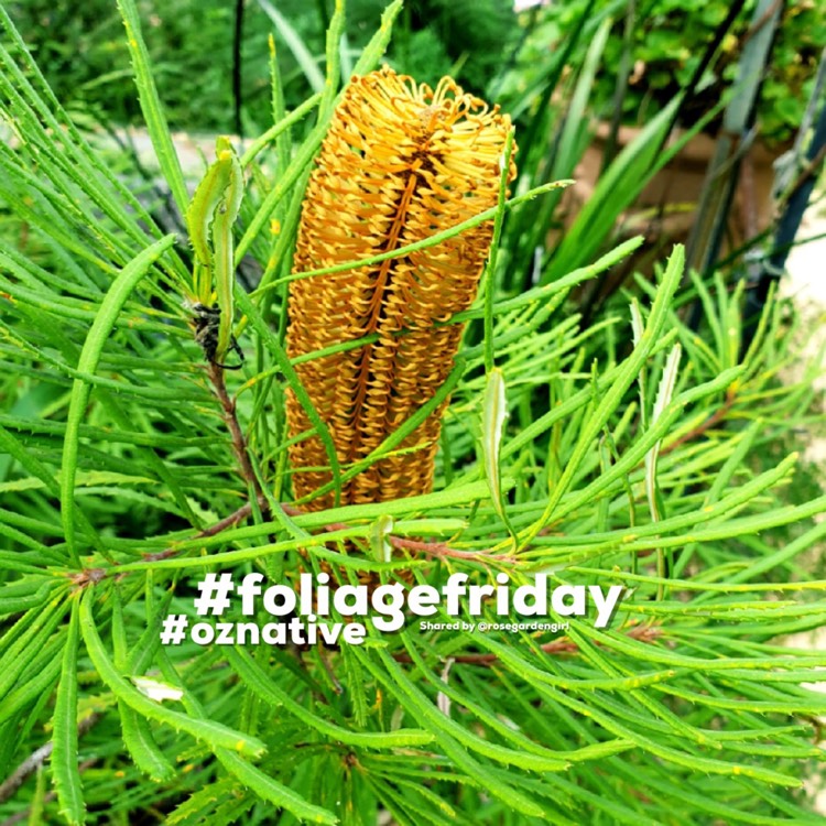 Plant image Banksia Ericifolia