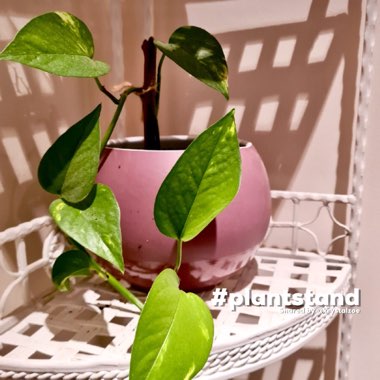 Epipremnum aureum  syn. Epipremnum pinnatum 'Aureum', Scindapsus aureus, Pothos aureus, Rhaphidophora aurea