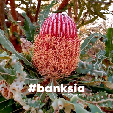 Banksia