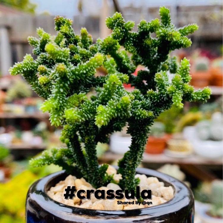 Plant image Crassula muscosa monstrosa