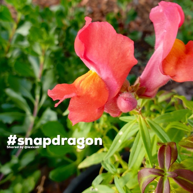 Plant image Antirrhinum majus 'Madame Butterfly'