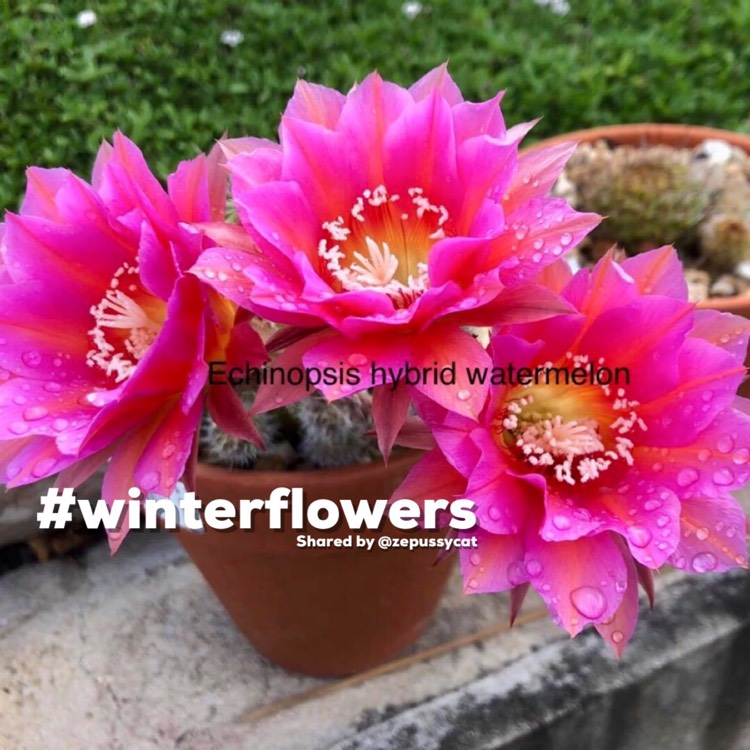 Plant image Echinopsis Hybrid Watermelon