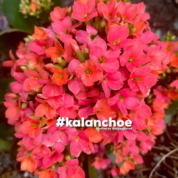 Plant image Kalanchoe blossfeldiana 'Calandiva Pink'