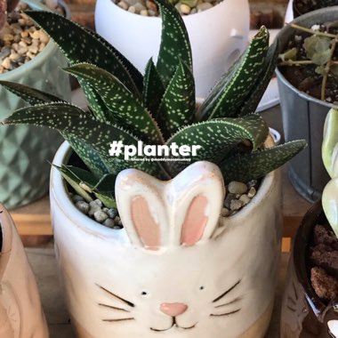 x Gasteraloe 'Flow'
