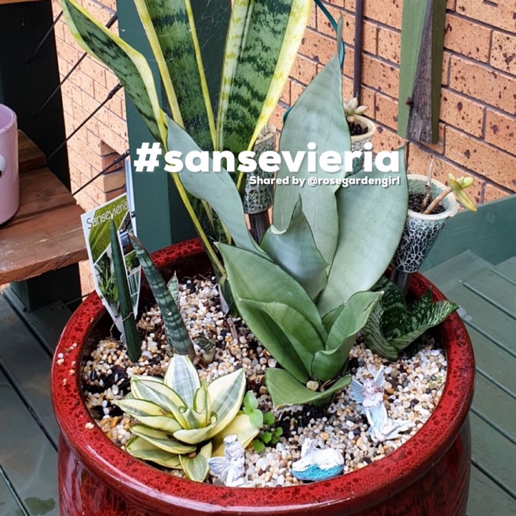 plant image 1359939