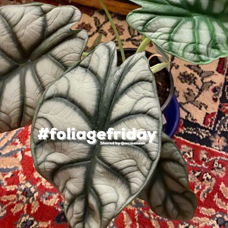 Plant image Alocasia 'Silver Dragon'