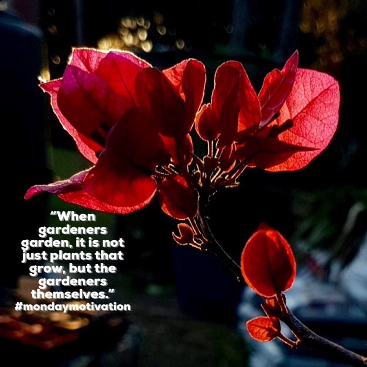 plant image 1380151