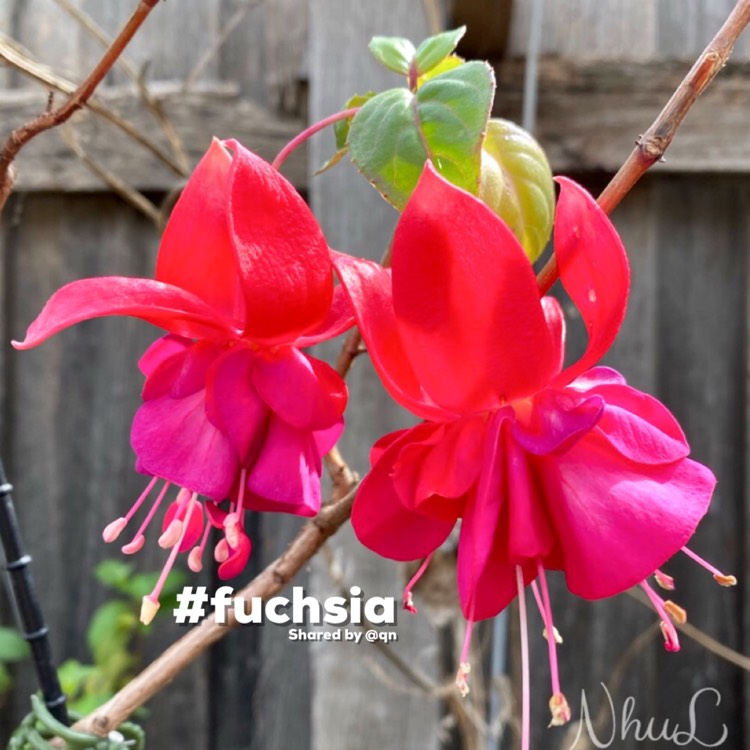 Plant image Fuchsia 'Jollies La Grande Corse'
