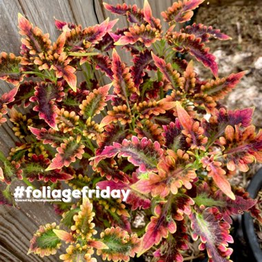 Plectranthus scutellarioides 'Coral Ruffles'