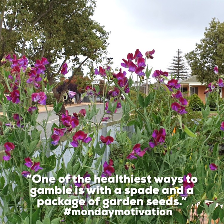 plant image 1404469