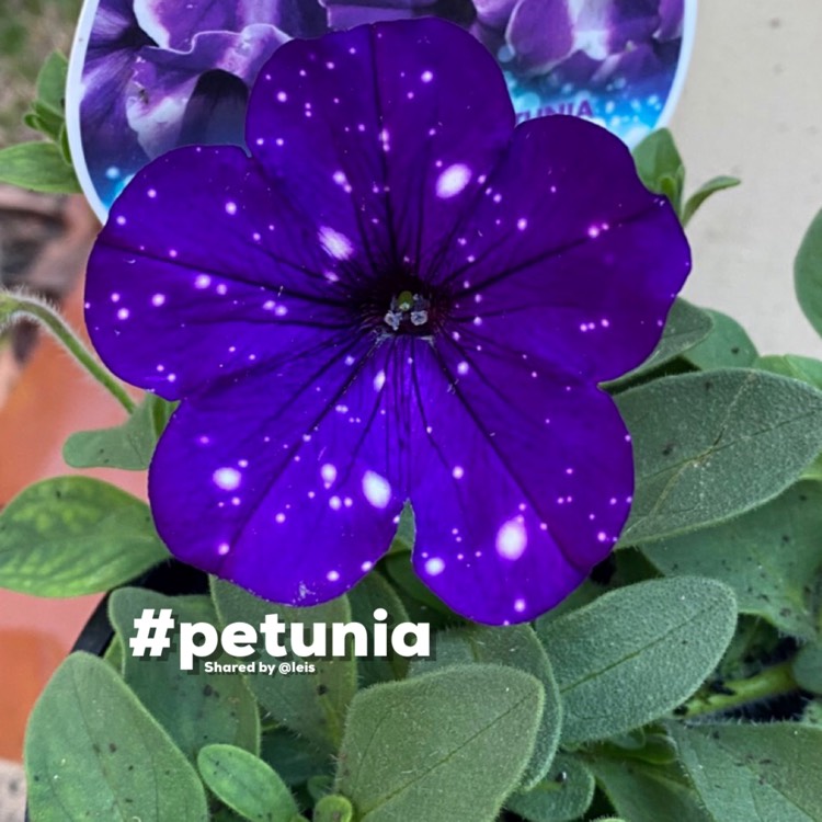 Plant image Petunia 'Kleph15313' syn. Petunia 'Night Sky', Petunia 'Headliner Night Sky'
