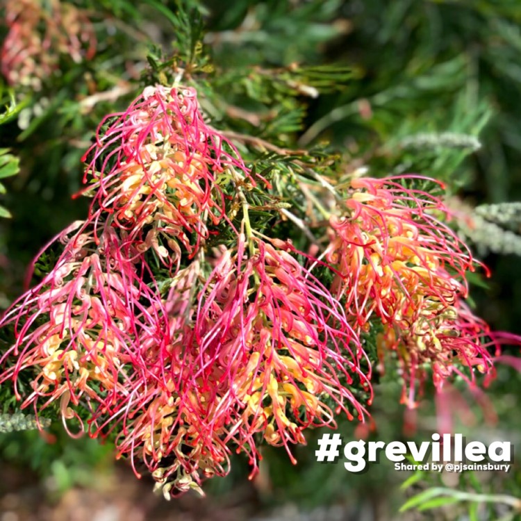 plant image 1408752