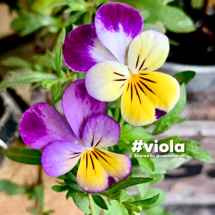 Plant image Viola tricolor