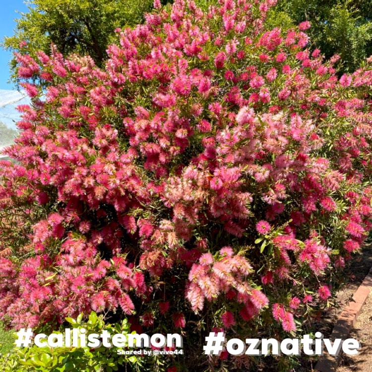 Plant image Callistemon viminalis 'Pink Alma'