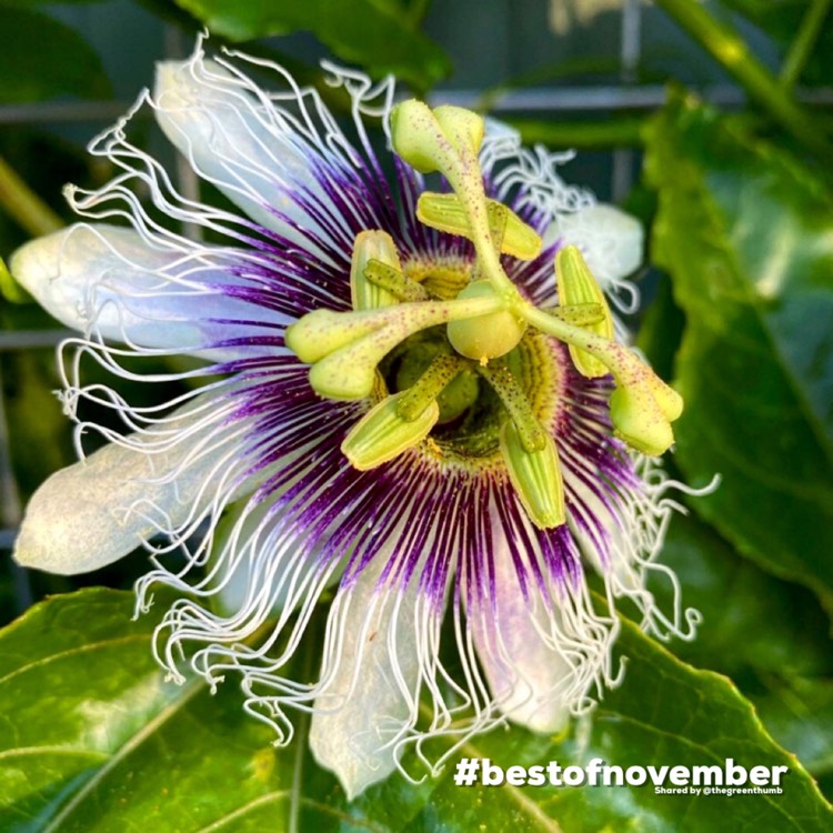 Plant image Passiflora edulis