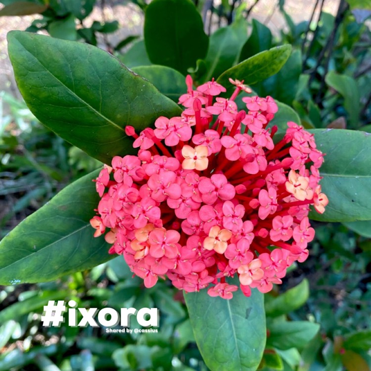 Plant image Ixora