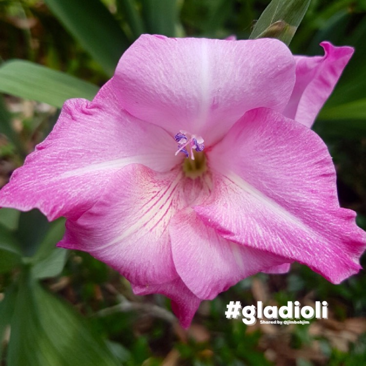 plant image 1426202
