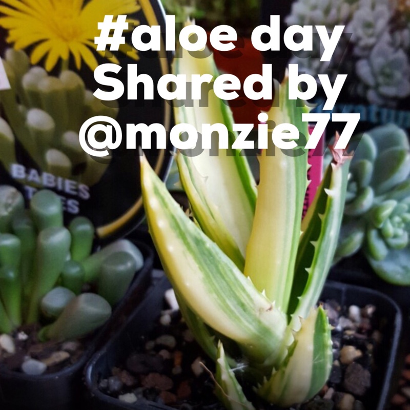 Plant image Aloe Mitriformis