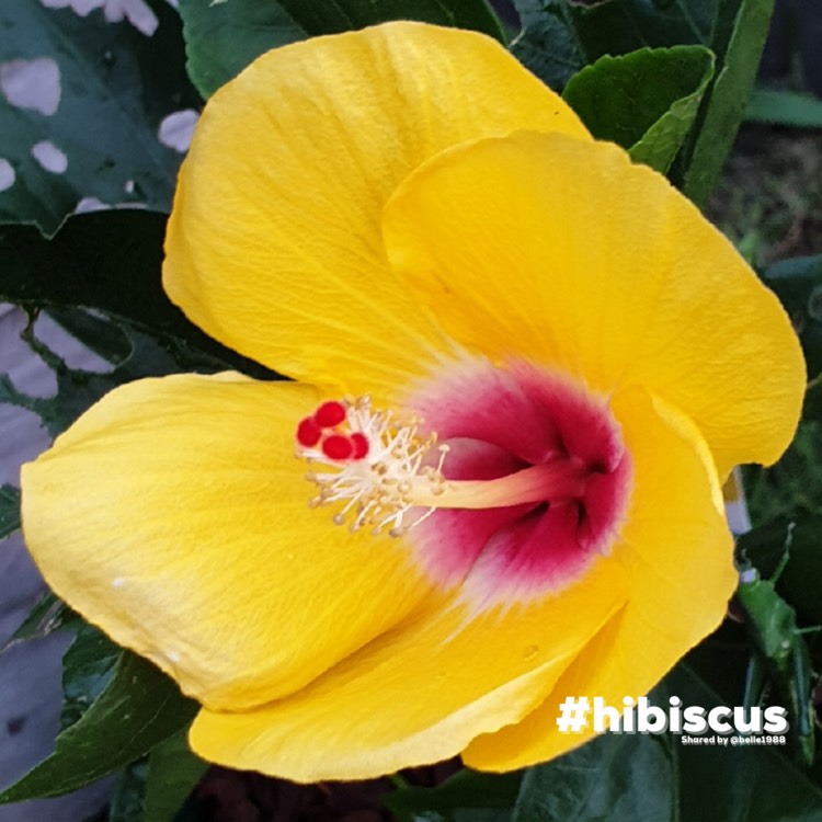 Plant image Hibiscus rosa-sinensis 'Sunset Yellow'