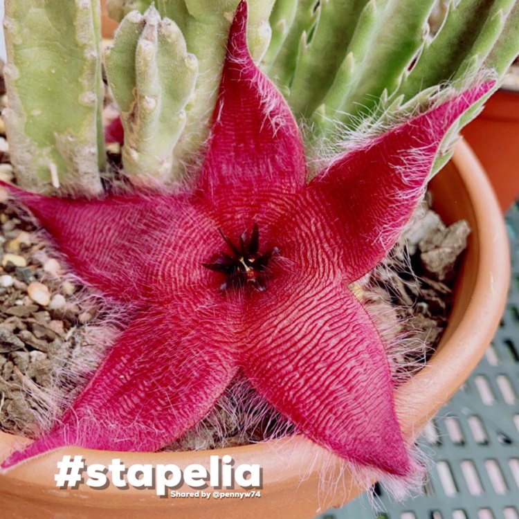 Plant image Stapelia grandiflora