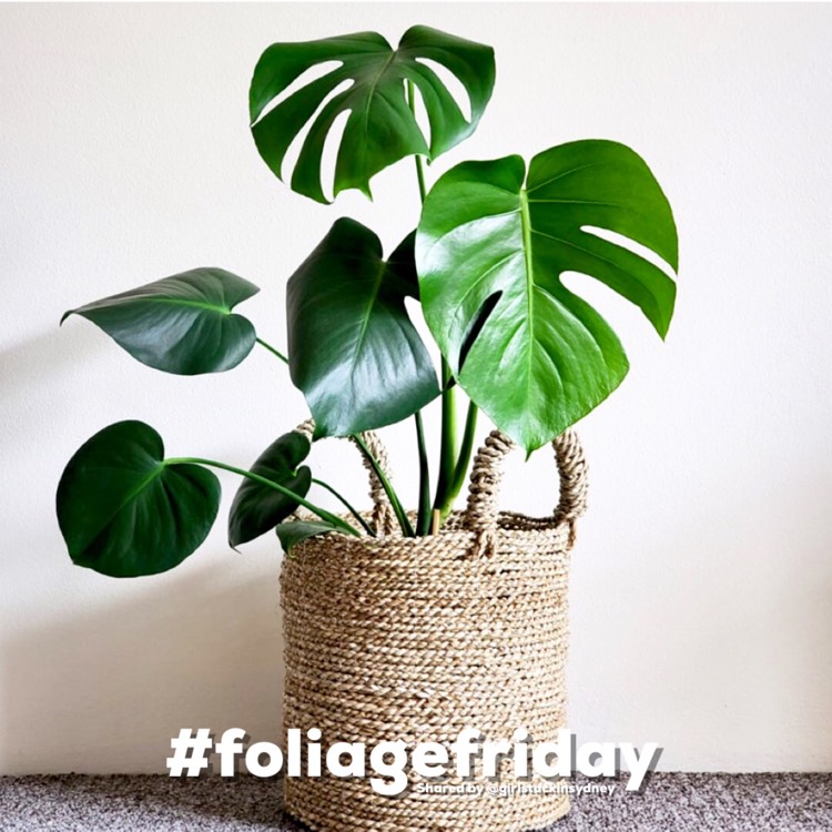 Plant image Monstera deliciosa