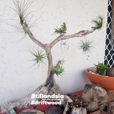 Tillandsia