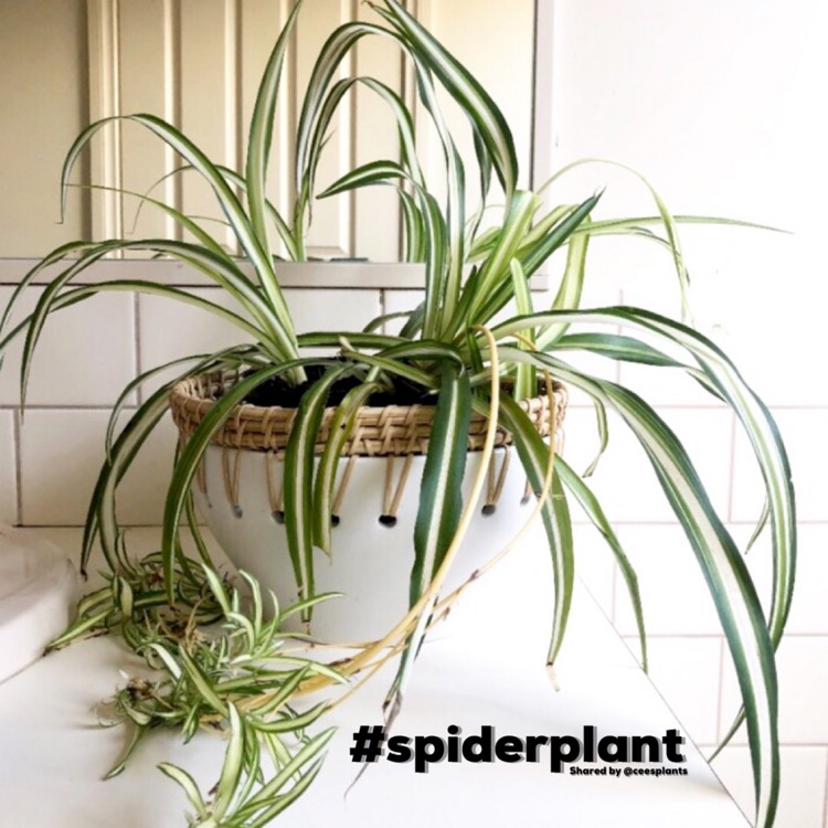 plant image 1444330