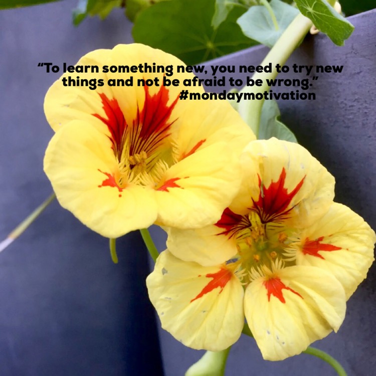 plant image 1445430 plant image 1445430