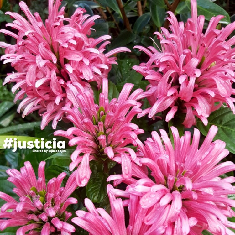 Plant image Justicia carnea