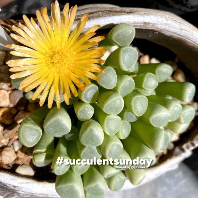 Plant image Fenestraria aurantiaca