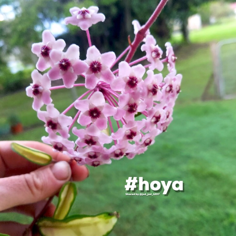 Plant image Hoya carnosa 'Krimson Princess' syn. Hoya carnosa 'Rubra'