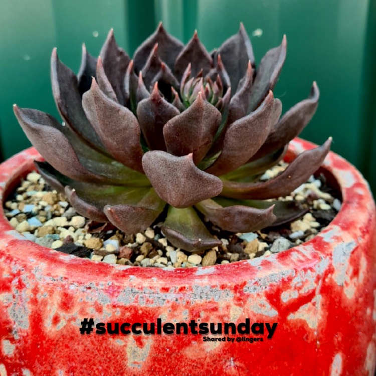 plant image 1452528