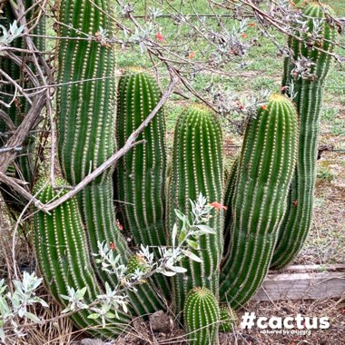 Trichocereus