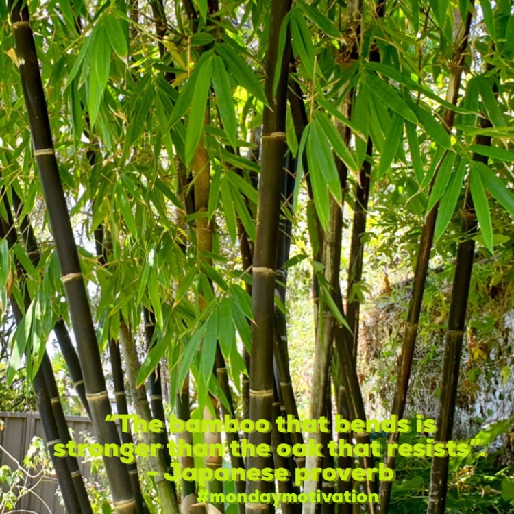 Plant image Gigantochloa Atroviolacea