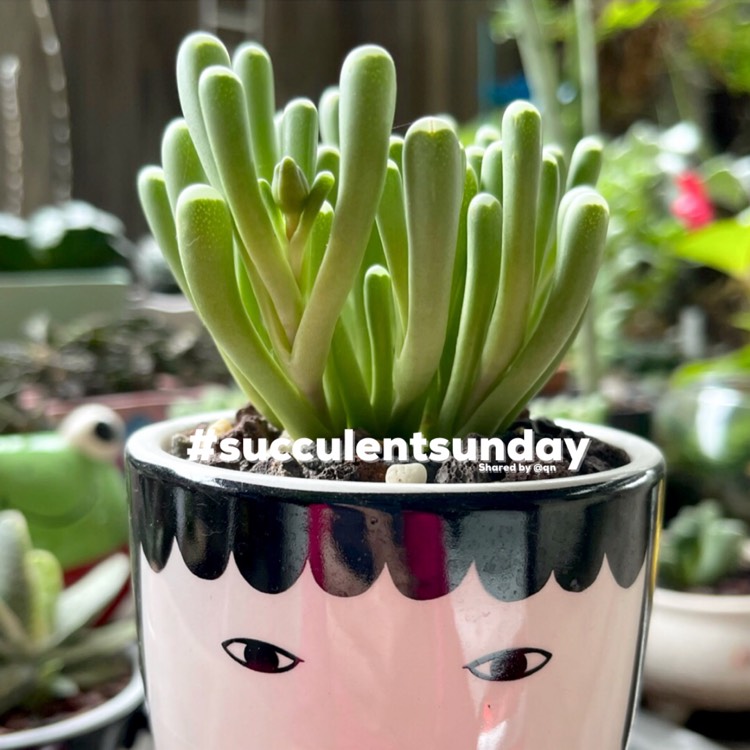 Plant image Fenestraria aurantiaca